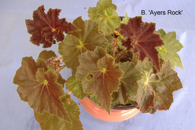 B. ‘Aters Rock’